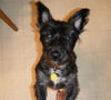 Todd-ADOPTED-1.22.11