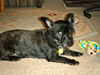 Todd-ADOPTED-1.22.11