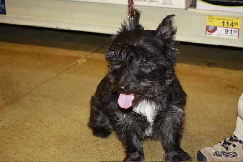 Todd-ADOPTED-1.22.11