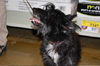 Todd-ADOPTED-1.22.11