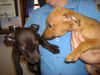 Mariah - ADOPTED 11.19.10