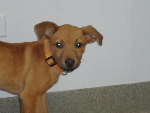Mariah - ADOPTED 11.19.10
