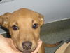 Mariah - ADOPTED 11.19.10