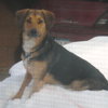 Maxie - ADOPTED 08.12.11