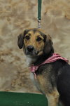 Maxie - ADOPTED 08.12.11
