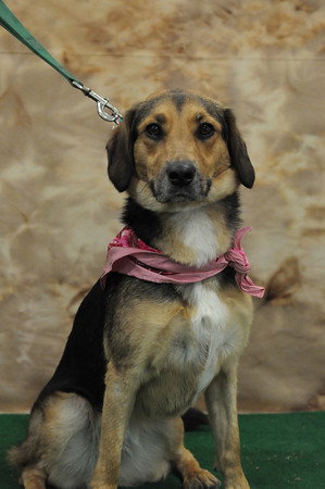 Maxie - ADOPTED 08.12.11