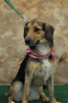 Maxie - ADOPTED 08.12.11