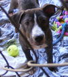 Nibbler-PENDING