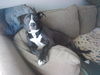 Nibbler-PENDING