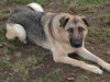 Hope - ADOPTED 01.28.2011