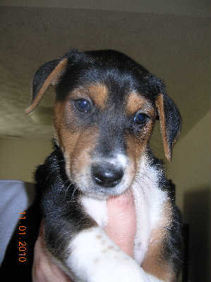 Pa Litter-Cooper - ADOPTED 12.03.10