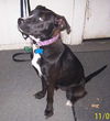 Fiona - ADOPTED 12.22.10