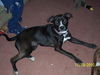 Fiona - ADOPTED 12.22.10