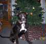 Fiona - ADOPTED 12.22.10