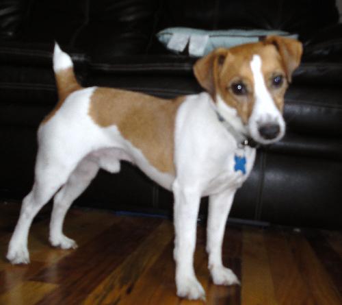Sparky - ADOPTED 12.05.10