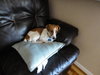 Sparky - ADOPTED 12.05.10