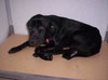 Simon-ADOPTED