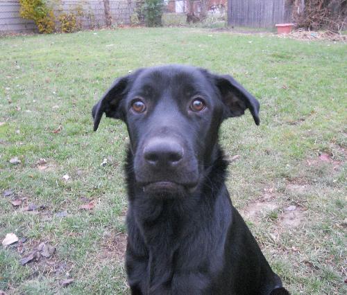 Simon-ADOPTED