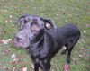 Simon-ADOPTED