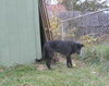Simon-ADOPTED