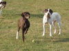 Filly-PENDING