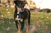 Xa Litter Bentley - ADOPTED 12.05.10