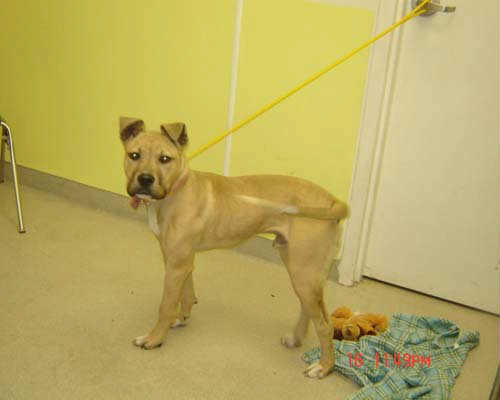 Maxwell - ADOPTED 11.26.10