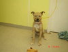 Maxwell - ADOPTED 11.26.10