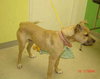 Maxwell - ADOPTED 11.26.10