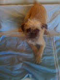 Stitch-PENDING