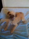 Stitch-PENDING