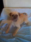 Stitch-PENDING