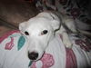 Maisy-ADOPTED