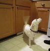 Maisy-ADOPTED