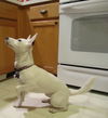 Maisy-ADOPTED