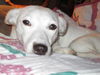 Maisy-ADOPTED