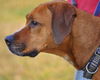 Marcy - ADOPTED 02.05.11