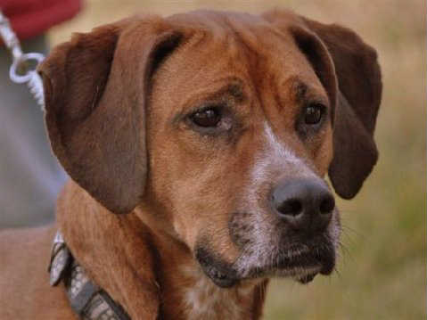 Marcy - ADOPTED 02.05.11