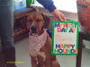 Marcy - ADOPTED 02.05.11