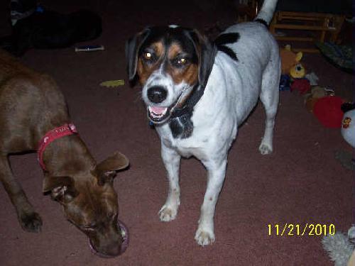 Arnie - ADOPTED 12.04.10