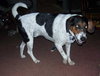 Arnie - ADOPTED 12.04.10