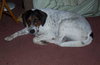 Arnie - ADOPTED 12.04.10