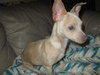 Peppy - ADOPTED 01.28.11
