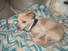 Peppy - ADOPTED 01.28.11
