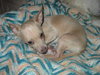 Peppy - ADOPTED 01.28.11