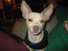 Peppy - ADOPTED 01.28.11