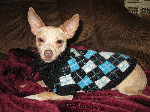 Peppy - ADOPTED 01.28.11