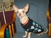 Peppy - ADOPTED 01.28.11