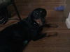Willow-ADOPTED-12.31.11