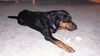 Willow-ADOPTED-12.31.11